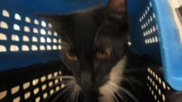 A black/white cat inside a blue/black cage