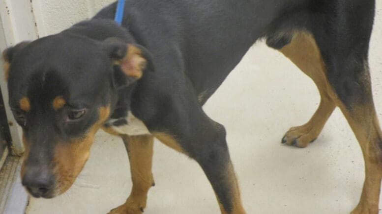 A tri-color dog with a blue leash, looking sad