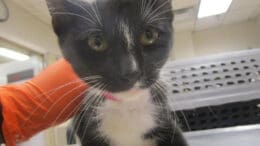 A black/white cat held by someone behind, looking sad