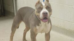 A tri-color dog with a blue leash, looking angry