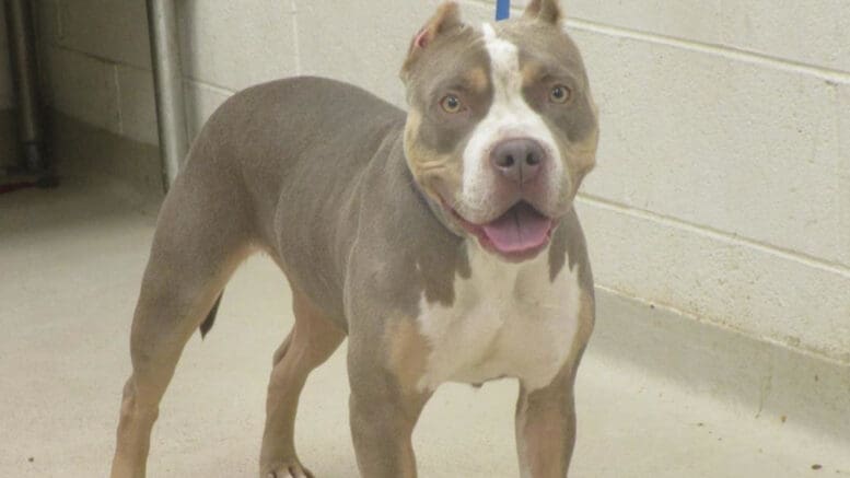 A tri-color dog with a blue leash, looking angry