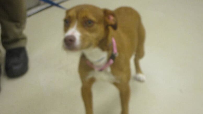 A brown/white terrier dog with a leash