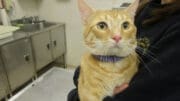 An orange tabby cat held by someone, looking sad