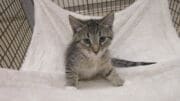 A tabby/white cat sitting in a cloth