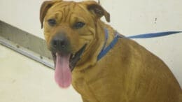 A tan/black shar pei with a blue leash