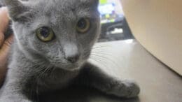 A gray cat held by someone