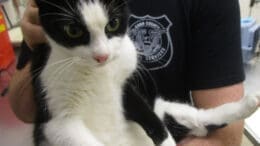 A black/white cat held by someone behind