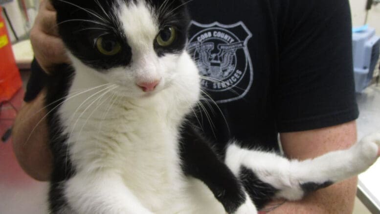 A black/white cat held by someone behind