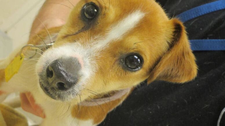 A white/tan terrier held by someone behind