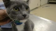 A gray/white cat with a blue leash held by someone