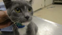 A gray/white cat with a blue leash held by someone