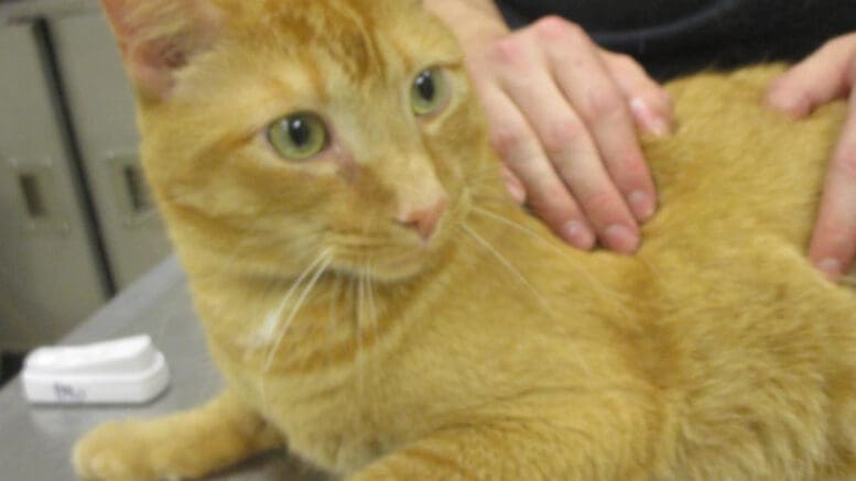 An orange tabby cat held by someone behind