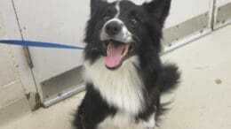 A black/white dog with a blue leash, looking happy