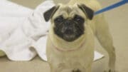 A tan pug with a blue leash