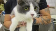 A gray/white cat held by someone