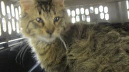 A tabby and white cat inside a cage