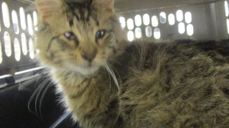 A tabby and white cat inside a cage