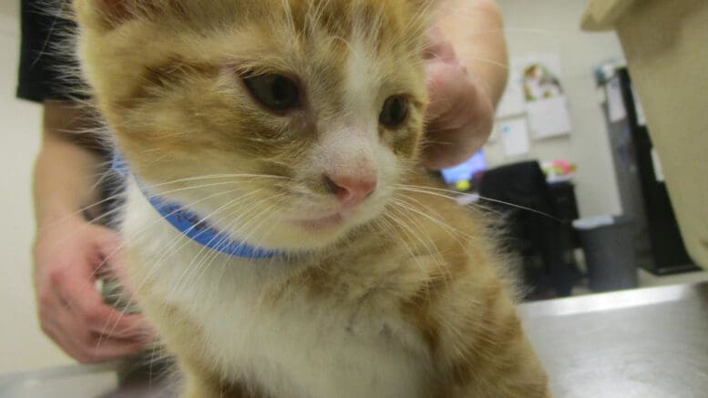 An orange/white tabby cat with a blue leash, looking sad