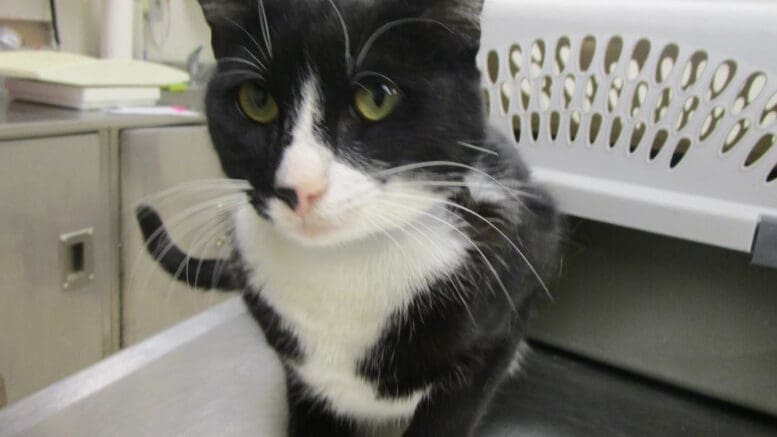 A black/white cat with a cage behind