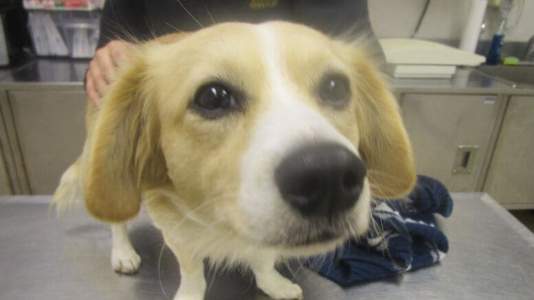 A tan/white terrier dog looking sad