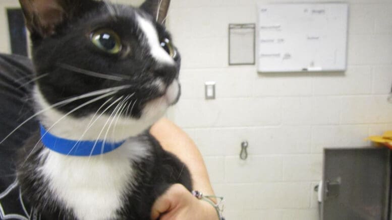 A black/white cat with a blue leash held by someone behind