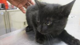 A black cat on the top of a table with a hand seen behind