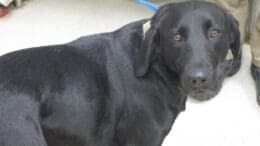 A black retriever with a blue leash, looking sad