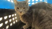 A gray tabby/white cat inside a blue and black cage