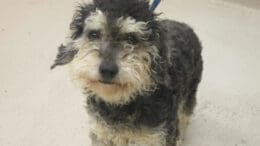 A black/white terrier with a blue leash, looking sad