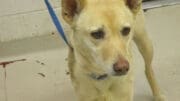 A tan shepherd with a blue leash, looking sad