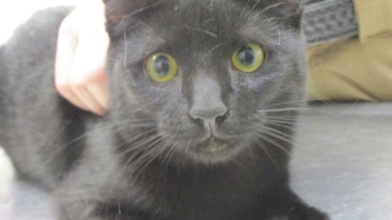 A black cat held by someone behind, looking sad