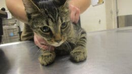 A tabby cat held by someone behind