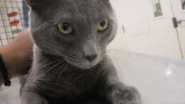 A gray cat held by someone behind