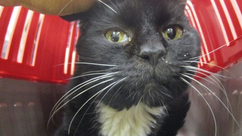 A black/white cat inside a red/gray cage