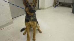 A tri-color german shepherd with a blue leash