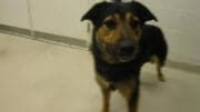 A black/brown dog with a blue leash