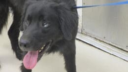 A black retriever with a blue leash, looking sad