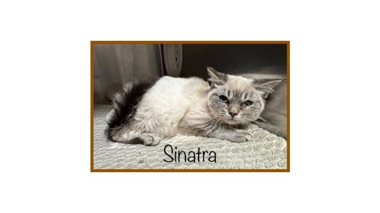 A lynx point cat inside a cage, looking angry