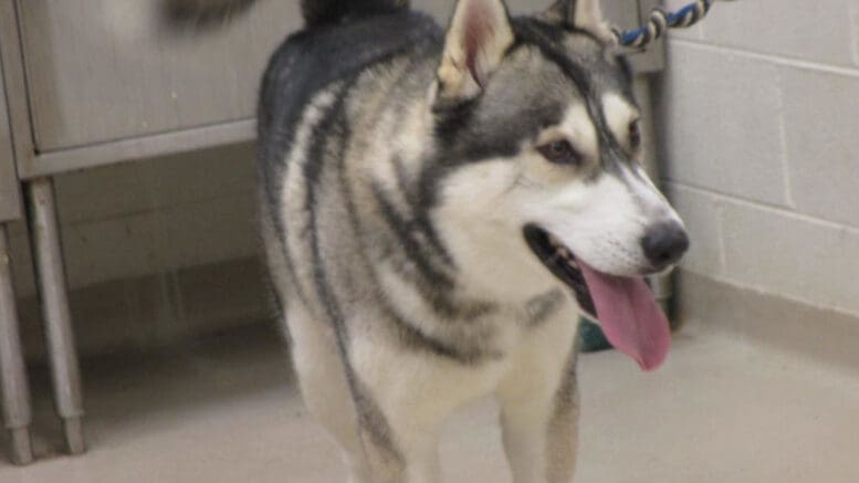 A black/white husky with tongue's out