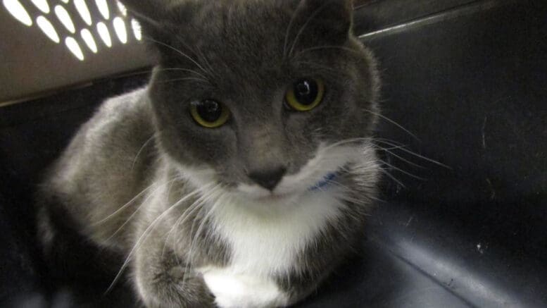 A gray/white cat inside a cage, looking angry