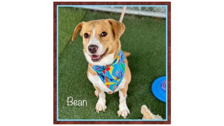 A tan/white hound with a blue leash and blue scarf, looking happy