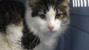 A tabby/white cat looking sad, inside a cage