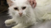 A white cat looking sad, held by someone behind