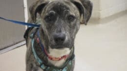 A brindle/white hound with a blue leash, looking sad