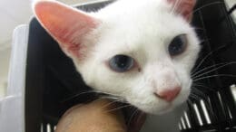 A white cat getting out from a cage