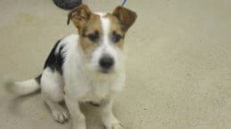 A tri-color with a blue leash, looking sad
