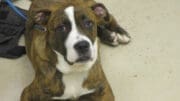 A brindle/white boxer with a blue leash