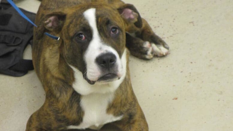 A brindle/white boxer with a blue leash