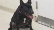 A black/white pit bull with tongue's out