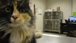 A calico cat on the top of a table